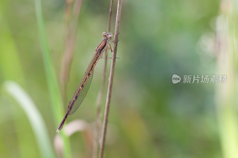 蜻蜓-普通冬豆娘(fusecma fusca)